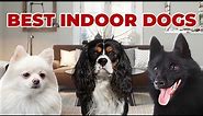 THESE ARE THE 10 BEST INDOOR DOGS | Results Might Surprise You!