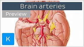 Arteries of the brain: inferior view (preview) - Human Anatomy | Kenhub