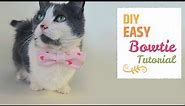 HOW TO MAKE AN EASY CAT BOWTIE | Cat DIY