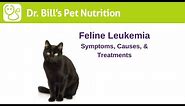 Feline Leukemia | Symptoms, Causes, & Treatments | Dr. Bill's Pet Nutrition | The Vet Is In