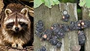 What Does Raccoon Poop Look Like? Raccoon Scat Identification - Animal Hype