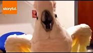 Foul Mouthed Cockatoo Hates Nails Trimmed