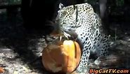 Cats GO WILD for Pumpkins