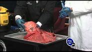 Cow Lung and Heart Dissection