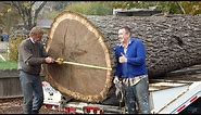 Pacific Coast Lumber-Giant Walnut Tree removal Pacific Coast Lumber With Bill Swanson