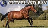 TOP Beautiful Cleveland Bay Horse in the World!