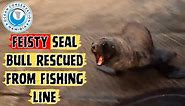 Seals at the docks are... - Ocean Conservation Namibia