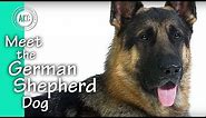 Meet The German Shepherd Dog