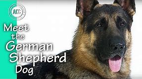Meet The German Shepherd Dog