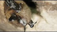 Bats and White-Nose Syndrome