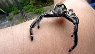Biggest Jumping Spider EVER DOCUMENTED ON CAMERA!! Massive male Hyllus Diardi jumps on the camera!!