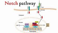 Notch signaling pathway