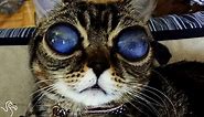 Cat's Galactic Eyes Remain A Mystery