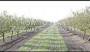 Duarte Nursery: How to Plant a Clonal Pistachio Tree