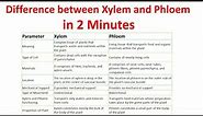 Differences between xylem and phloem | Xylem vs Phloem |