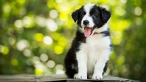 118 of the Best Black and White Dog Names