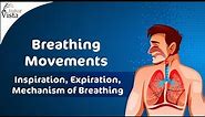 Breathing Movements - Inspiration, Expiration, Mechanism of Breathing