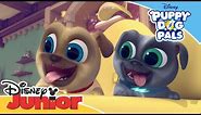 Bob's Robot Dog 🤖| Puppy Dog Pals | Official Disney Channel Africa