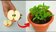 How to grow apple tree from seeds at home 🍎 growing apple tree from seeds