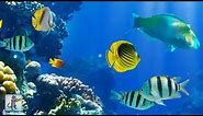 2 Hours of Beautiful Coral Reef Fish, Relaxing Ocean Fish, & Stunning Aquarium Relax Music