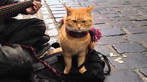 "A Street Cat Named Bob" The Big Issue cat - iPhone 4s 1080p