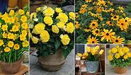 74 Types of Yellow Flowers for the Garden