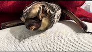 Hoary Bat feeding time (again!)