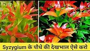 How to grow and care Syzygium plant