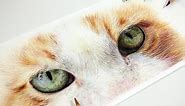 How to Draw Cat Eyes with Coloured Pencil | Realistic Drawing Tutorial