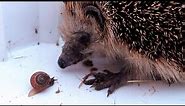 Hedgehog eating snail