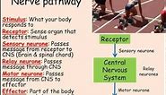 Nerves, Synapses & Reflexes (GCSE Combined Science Biology)