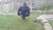 Gorilla charging at Zoo Barrier, Breaking glass 2016