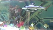 Huge private shark tank with fish