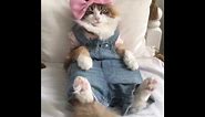 Cat Looks Utterly Thrilled to Be Wearing Overalls and Bow