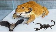 Asian Bullfrog Eating Bat And Scorpion! WARNING LIVE FEEDING