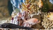 29 Coolest Fish Species For The Home Aquarium