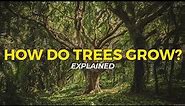 How Trees Grow | Eco Facts | One Tree Planted