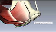 Pelvic Floor Part 2 - Perineal Membrane and Deep Perineal Pouch - 3D Anatomy Tutorial