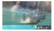 Giant Otter Good Morning Swim