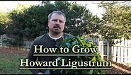 How to grow Howard Ligustrum (Low Maintenance Evergreen Shrub with Gold Foliage)