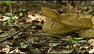 Take a Trip to Brazil's Snake Island: Home of the Golden Lancehead Pit Viper