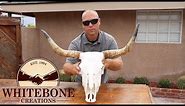 HOW TO CLEAN A COW SKULL