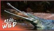 Saving Critically Endangered Gharial Crocodiles | Crocodile Blues | Real Wild