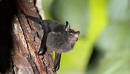 Baby bats babble just like human toddlers. What does this mean?