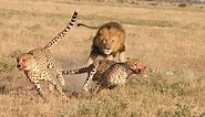 Lion attack Cheetah Male lion kills 2 cheetahs