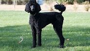 Standard Poodle dog - dog breeds ( the facts, info, dog training tips, health care )