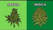 Sativa vs Indica | What’s Better?
