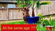 How to make palm trees grow faster