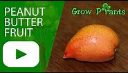 Peanut butter fruit tree - grow, harvest and uses