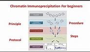 Chromatin immunoprecipitation (ChIP) explained: principle and procedure | ChIP assay